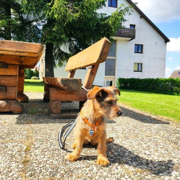Ferienwohnung Harzluchs Mit Balkon, Netflix Und Sauna Im Haus Hohegeiß 외부 사진